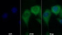 AF488 staining on IF; Sample: MCF7 cell; Primary Ab: 30ug/ml Mouse Anti-Rat INSR Antibody; Second Ab: 2ug/ml AF488-Linked Caprine Anti-Mouse IgG Polyclonal Antibody