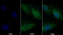 AF488 staining on IF; Sample: U2OS cell; Primary Ab: 30ug/ml Mouse Anti-Human AXIN2 Antibody; Second Ab: 2ug/ml AF488-Linked Caprine Anti-Mouse IgG Polyclonal Antibody