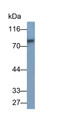 Western Blot; Sample: Raji cell lysate; Primary Ab: 0.1ug/ml Rabbit Anti-Human Bcl6 Antibody; Second Ab: 0.2ug/ml HRP-Linked Caprine Anti-Rabbit IgG Polyclonal Antibody