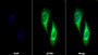 AF488 staining on IF; Sample: HepG2 cell; Primary Ab: 20ug/ml Rabbit Anti-Human CTGF Antibody; Second Ab: 2ug/ml AF488-Linked Caprine Anti-Rabbit IgG Polyclonal Antibody