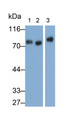 Western Blot; Samples: Lane1: Hela cell lysate; Lane2: HUVEC cell lysate; Lane3: MDA-MB-231 cell lysate; Primary Ab: 0.2ug/ml Mouse Anti-Human HCAM Antibody; Second Ab: 0.2ug/ml HRP-Linked Caprine Anti-Mouse IgG Polyclonal Antibody