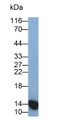 Western Blot; Sample: Rat Heart lysate; Primary Ab: 0.25ug/ml Mouse Anti-Rat H-FABP Antibody; Second Ab: 0.2ug/ml HRP-Linked Caprine Anti-Mouse IgG Polyclonal Antibody