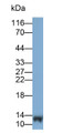 Western Blot; Sample: Rat Heart lysate; Primary Ab: 0.25ug/ml Mouse Anti-Rat H-FABP Antibody; Second Ab: 0.2ug/ml HRP-Linked Caprine Anti-Mouse IgG Polyclonal Antibody
