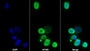 AF488 staining on IF; Sample: K562 cell; Primary Ab: 20ug/ml Rabbit Anti-Human FNDC5 Antibody; Second Ab: 2ug/ml AF488-Linked Caprine Anti-Rabbit IgG Polyclonal Antibody