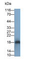 Western Blot; Sample: Rat Heart lysate; Primary Ab: 0.1ug/ml Rabbit Anti-Human FNDC5 Antibody; Second Ab: 0.2ug/ml HRP-Linked Caprine Anti-Rabbit IgG Polyclonal Antibody