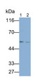 Western Blot; Samples: Lane1: Rat Cerebrum lysate; Lane2: Mouse Cerebrum lysate; Primary Ab: 0.1ug/ml Rabbit Anti-Rat CHRNa7 Antibody; Second Ab: 0.2ug/ml HRP-Linked Caprine Anti-Rabbit IgG Polyclonal Antibody