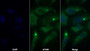 AF488 staining on IF; Sample: U2OS cell; Primary Ab: 30ug/ml Mouse Anti-Human MPO Antibody; Second Ab: 2ug/ml AF488-Linked Caprine Anti-Mouse IgG Polyclonal Antibody