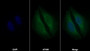 AF488 staining on IF; Sample: HepG2 cell; Primary Ab: 30ug/ml Mouse Anti-Human ECM1 Antibody; Second Ab: 2ug/ml AF488-Linked Caprine Anti-Mouse IgG Polyclonal Antibody