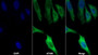 AF488 staining on IF; Sample: HepG2 cell; Primary Ab: 30ug/ml Mouse Anti-Rat Trx Antibody; Second Ab: 2ug/ml AF488-Linked Caprine Anti-Mouse IgG Polyclonal Antibody