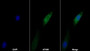 AF488 staining on IF; Sample: U2OS cell; Primary Ab: 30ug/ml Mouse Anti-Human IL6 Antibody; Second Ab: 2ug/ml AF488-Linked Caprine Anti-Mouse IgG Polyclonal Antibody