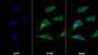 AF488 staining on IF; Sample: Hela cell; Primary Ab: 30ug/ml Mouse Anti-Human MMP9 Antibody; Second Ab: 2ug/ml AF488-Linked Caprine Anti-Mouse IgG Polyclonal Antibody