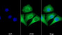 AF488 staining on IF; Sample: Hela cell; Primary Ab: 30ug/ml Mouse Anti-Human MMP9 Antibody; Second Ab: 2ug/ml AF488-Linked Caprine Anti-Mouse IgG Polyclonal Antibody