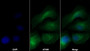 AF488 staining on IF; Sample: U2OS cell; Primary Ab: 30ug/ml Mouse Anti-Human TGFb1 Antibody; Second Ab: 2ug/ml AF488-Linked Caprine Anti-Mouse IgG Polyclonal Antibody