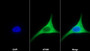 AF488 staining on IF; Sample: Hela cell; Primary Ab: 30ug/ml Mouse Anti-Human POSTN Antibody; Second Ab: 2ug/ml AF488-Linked Caprine Anti-Mouse IgG Polyclonal Antibody