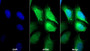 AF488 staining on IF; Sample: HepG2 cell; Primary Ab: 30ug/ml Mouse Anti-Human CP Antibody; Second Ab: 2ug/ml AF488-Linked Caprine Anti-Mouse IgG Polyclonal Antibody