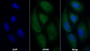 AF488 staining on IF; Sample: U2OS cell; Primary Ab: 30ug/ml Mouse Anti-Human TNFSF7 Antibody; Second Ab: 2ug/ml AF488-Linked Caprine Anti-Mouse IgG Polyclonal Antibody
