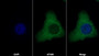 AF488 staining on IF; Sample: Hela cell; Primary Ab: 30ug/ml Mouse Anti-Rat BDNF Antibody; Second Ab: 2ug/ml AF488-Linked Caprine Anti-Mouse IgG Polyclonal Antibody