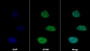 AF488 staining on IF; Sample: U2OS cell; Primary Ab: 30ug/ml Mouse Anti-Human CDH5 Antibody; Second Ab: 2ug/ml AF488-Linked Caprine Anti-Mouse IgG Polyclonal Antibody