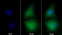 AF488 staining on IF; Sample: A549 cell; Primary Ab: 30ug/ml Mouse Anti-Human CD164 Antibody; Second Ab: 2ug/ml AF488-Linked Caprine Anti-Mouse IgG Polyclonal Antibody