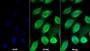 AF488 staining on IF; Sample: MCF7 cell; Primary Ab: 30ug/ml Mouse Anti-Human S100A8 Antibody; Second Ab: 2ug/ml AF488-Linked Caprine Anti-Mouse IgG Polyclonal Antibody