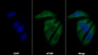 AF488 staining on IF; Sample: HepG2 cell; Primary Ab: 20ug/ml Rabbit Anti-Human CTAG1B Antibody; Second Ab: 2ug/ml AF488-Linked Caprine Anti-Rabbit IgG Polyclonal Antibody