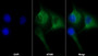 AF488 staining on IF; Sample: U87MG cell; Primary Ab: 30ug/ml Mouse Anti-Human CD73 Antibody; Second Ab: 2ug/ml AF488-Linked Caprine Anti-Mouse IgG Polyclonal Antibody