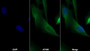 AF488 staining on IF; Sample: U2OS cell; Primary Ab: 30ug/ml Mouse Anti-Human PDCD1LG2 Antibody; Second Ab: 2ug/ml AF488-Linked Caprine Anti-Mouse IgG Polyclonal Antibody