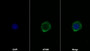 AF488 staining on IF; Sample: Jurkat cell; Primary Ab: 30ug/ml Mouse Anti-Human CD28 Antibody; Second Ab: 2ug/ml AF488-Linked Caprine Anti-Mouse IgG Polyclonal Antibody