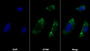 AF488 staining on IF; Sample: NIH/3T3 cell; Primary Ab: 20ug/ml Rabbit Anti-Rat LAMb1 Antibody; Second Ab: 2ug/ml AF488-Linked Caprine Anti-Rabbit IgG Polyclonal Antibody