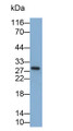 Western Blot; Sample: THP1 cell lysate; Primary Ab: 0.3ug/ml Mouse Anti-Human IL35 Antibody; Second Ab: 0.2ug/ml HRP-Linked Caprine Anti-Mouse IgG Polyclonal Antibody