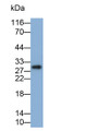 Western Blot; Sample: THP1 cell lysate; Primary Ab: 0.3ug/ml Mouse Anti-Human IL35 Antibody; Second Ab: 0.2ug/ml HRP-Linked Caprine Anti-Mouse IgG Polyclonal Antibody