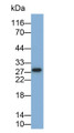 Western Blot; Sample: THP1 cell lysate; Primary Ab: 0.3ug/ml Mouse Anti-Human IL35 Antibody; Second Ab: 0.2ug/ml HRP-Linked Caprine Anti-Mouse IgG Polyclonal Antibody