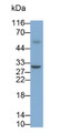Western Blot; Sample: Rat Stomach lysate; Primary Ab: 0.1ug/ml Mouse Anti-Human IL35 Antibody; Second Ab: 0.2ug/ml HRP-Linked Caprine Anti-Mouse IgG Polyclonal Antibody