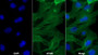 AF488 staining on IF; Sample: Hela cell; Primary Ab: 30ug/ml Mouse Anti-Human CD55 Antibody; Second Ab: 2ug/ml AF488-Linked Caprine Anti-Mouse IgG Polyclonal Antibody
