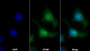 AF488 staining on IF; Sample: Hela cell; Primary Ab: 30ug/ml Mouse Anti-Human Ki-67 Antibody; Second Ab: 2ug/ml AF488-Linked Caprine Anti-Mouse IgG Polyclonal Antibody