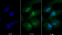 AF488 staining on IF; Sample: Hela cell; Primary Ab: 30ug/ml Mouse Anti-Human Ki-67 Antibody; Second Ab: 2ug/ml AF488-Linked Caprine Anti-Mouse IgG Polyclonal Antibody