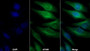AF488 staining on IF; Sample: HepG2 cell; Primary Ab: 30ug/ml Mouse Anti-Human FGFR3 Antibody; Second Ab: 2ug/ml AF488-Linked Caprine Anti-Mouse IgG Polyclonal Antibody