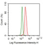 Human Hela cell line was fixed with 2% paraformaldehyde