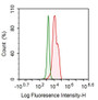 Human Hela cell line was fixed with 2% paraformaldehyde