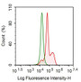 Human K562 cell line was fixed with 2% paraformaldehyde