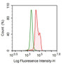 Human SH-SY5Y cell line was fixed with 2% paraformaldehyde