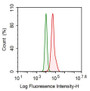 Human MDA-MB-231 cell line was fixed with 2% paraformaldehyde