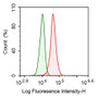 Human A431 cell line was fixed with 2% paraformaldehyde