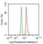 Human SiHa cell line was fixed with 1% paraformaldehyde