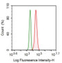 Human A549 cell line was fixed with 2% paraformaldehyde