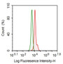 Human Hela cell line was fixed with 2% paraformaldehyde