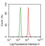 Human A549 cell line was fixed with 2% paraformaldehyde