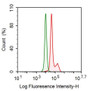 Human MCF7 cell line was fixed with 2% paraformaldehyde