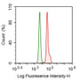 Human MCF7 cell line was fixed with 2% paraformaldehyde