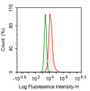 Human Hela cell line was fixed with 2% paraformaldehyde